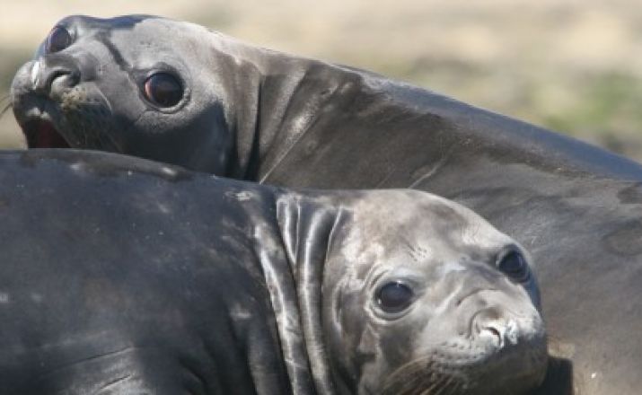 Puerto Madryn: Seelöwe