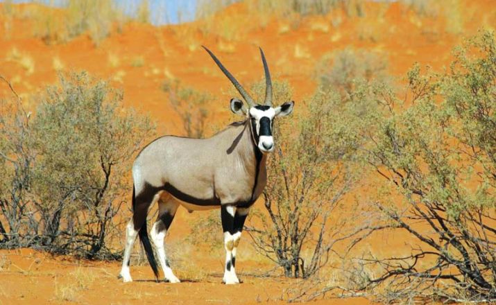 Gemsbok