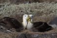 Galapagos-Inseln Kreuzfahrt oder Inselhopping - Albatrospaar beim brüten
