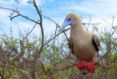 Galapagos-Kreuzfahrt oder Inselhopping Galapagos Rotfußtölpel