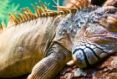 Galápagos auf die bequeme Art