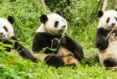 Chengdu entdecken