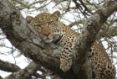 Leopard im Baum